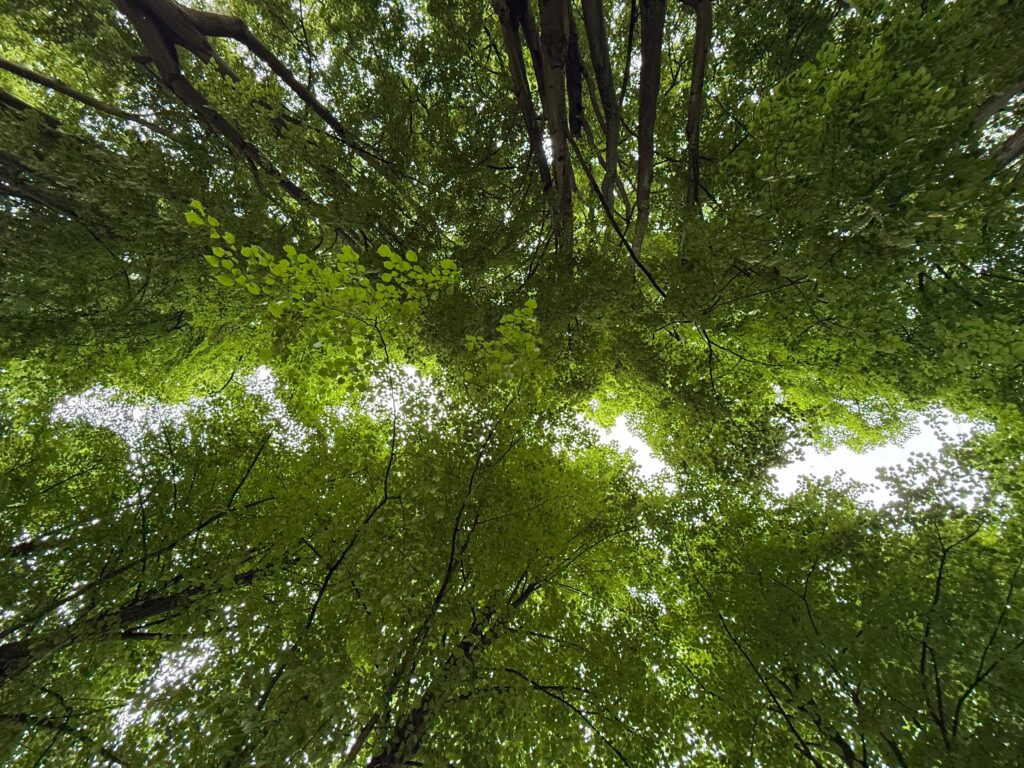 skyline visible through canopy of trees